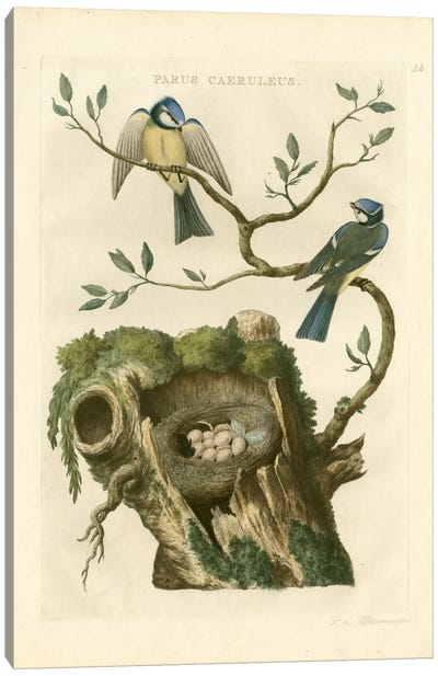 Nozeman Birds & Nests III Canvas Art Print