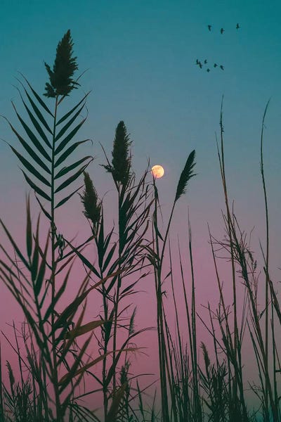 Dream Whitin A Dream by Nirs Photography framed wall art