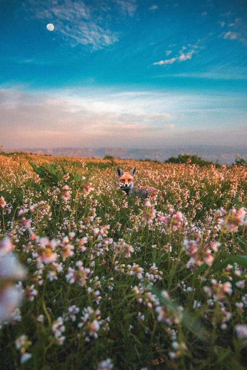 Flower Child