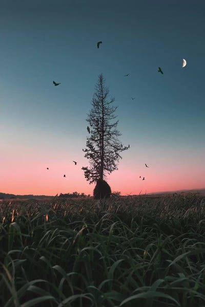 Nirs Photography: Giving Tree by Nirs Photography