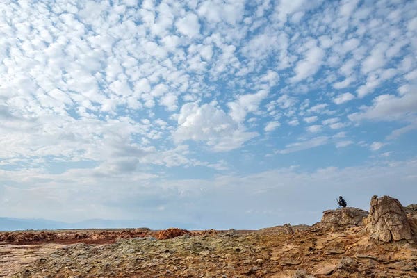 Nirs Photography: Guard by Nirs Photography