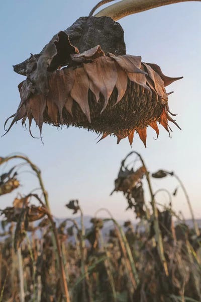 Hanging Free by Nirs Photography framed wall art
