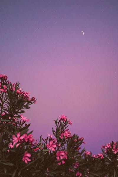 Nirs Photography: Hanging Gardens by Nirs Photography