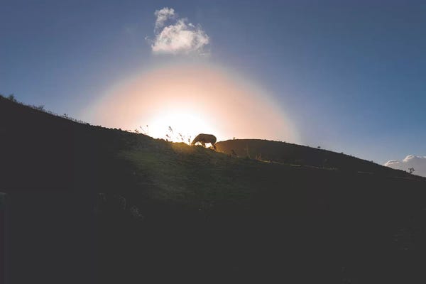 Nirs Photography: Lone Horse by Nirs Photography