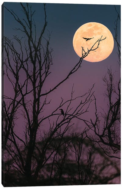Moon Night Canvas Art Print - Nirs Photography