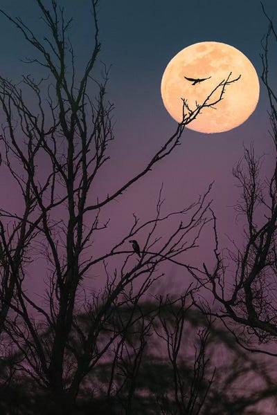 Nirs Photography: Moon Night by Nirs Photography