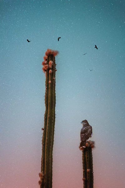 Nirs Photography: Night Hunt by Nirs Photography