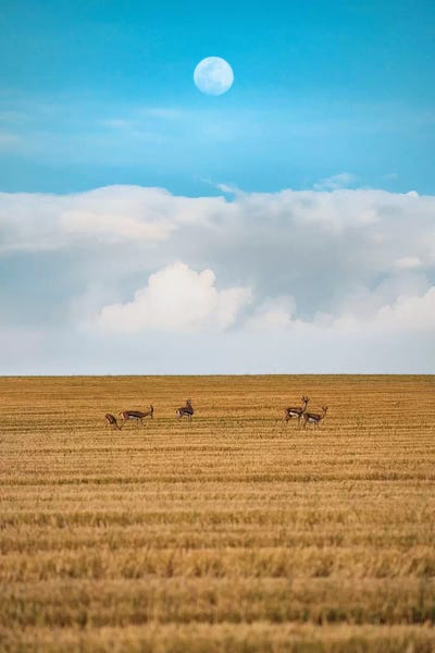 Nirs Photography: Night Walk by Nirs Photography