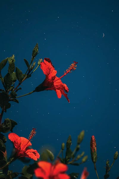 Nirs Photography: Pali by Nirs Photography