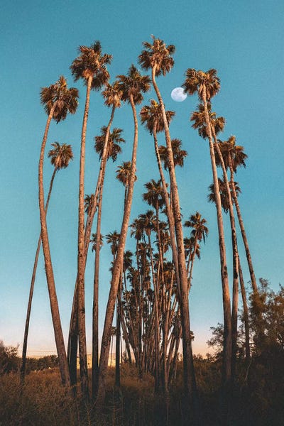 Palms by Nirs Photography framed wall art