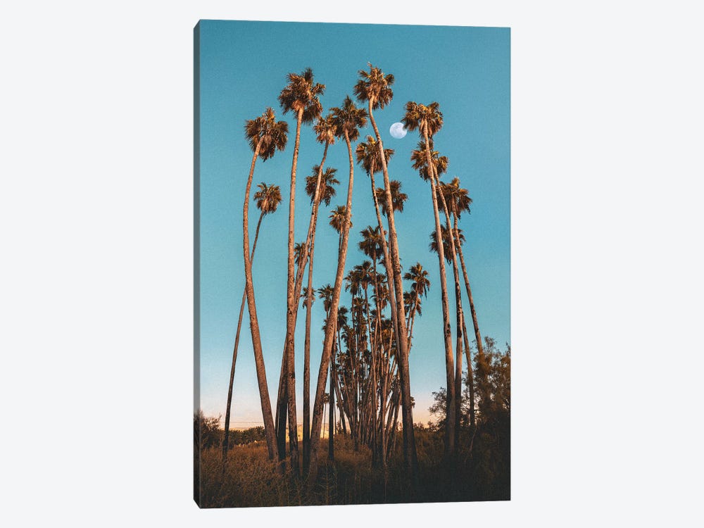 Palms by Nirs Photography 1-piece Canvas Wall Art