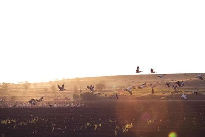 Pelican Pack by Nirs Photography canvas print