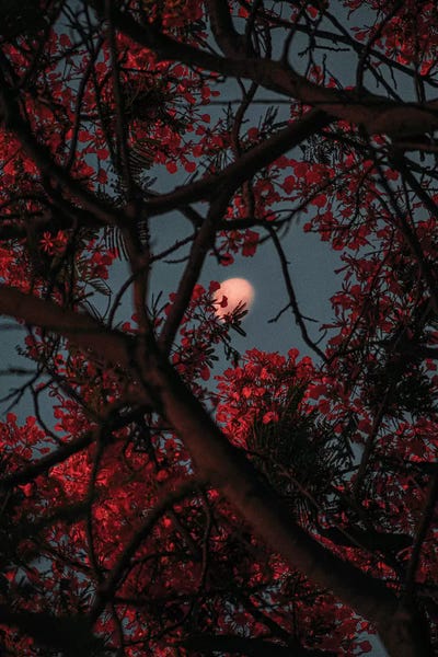 Becasue I Feel by Nirs Photography framed wall art