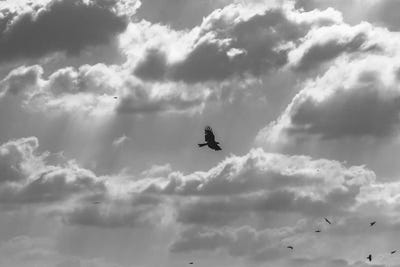 Soaring High by Nirs Photography framed wall art