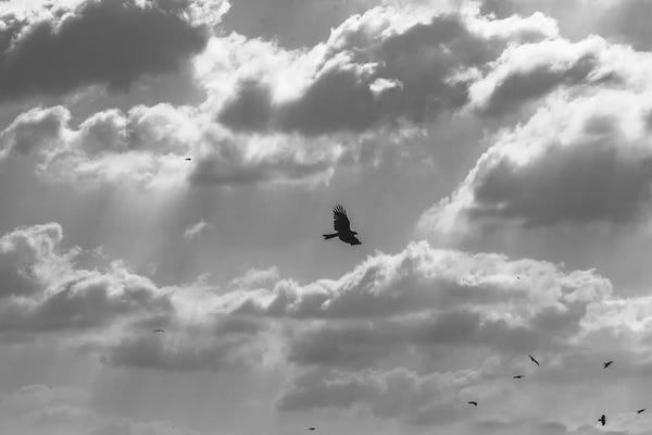 Nirs Photography: Soaring High by Nirs Photography