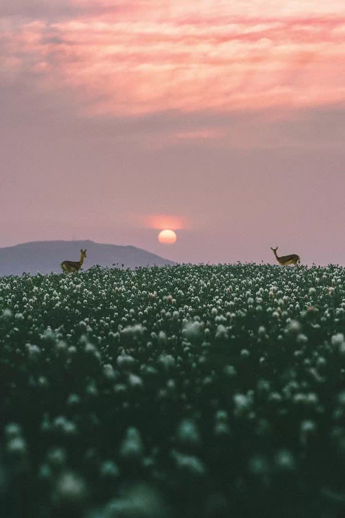 Behind The Grass