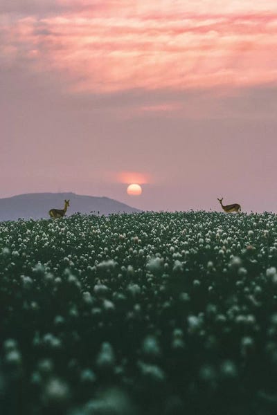 Behind The Grass