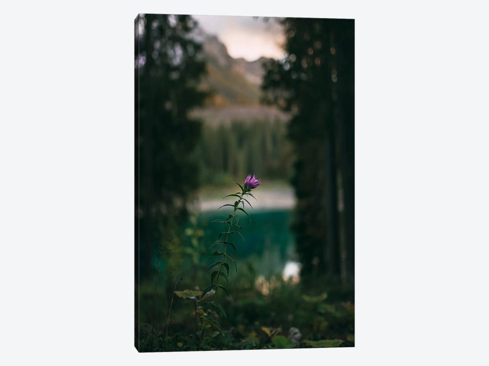 Carezza Flower by Nirs Photography 1-piece Canvas Wall Art