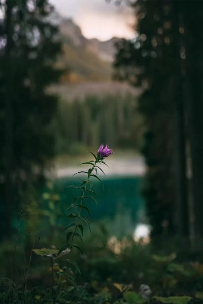 Nirs Photography: Carezza Flower by Nirs Photography