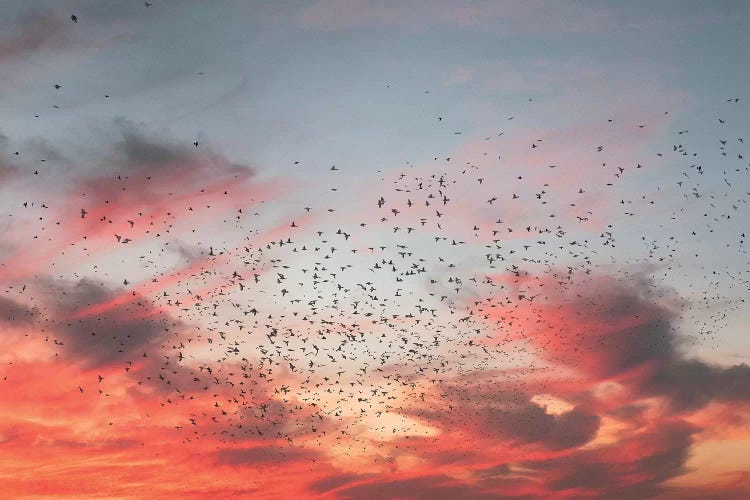 Birds Of Paradise by Nirs Photography wall art