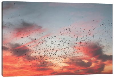 Birds Of Paradise Canvas Art Print - Nirs Photography