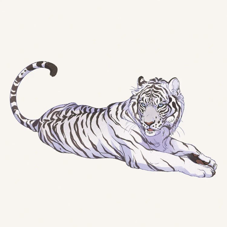 Panthera Tigris Alba