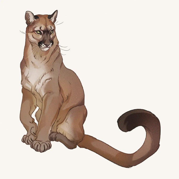 Puma Concolor