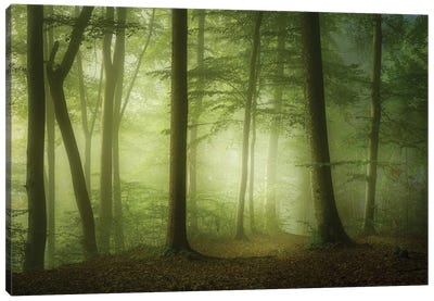 Mysterious Spring Morning Canvas Art Print