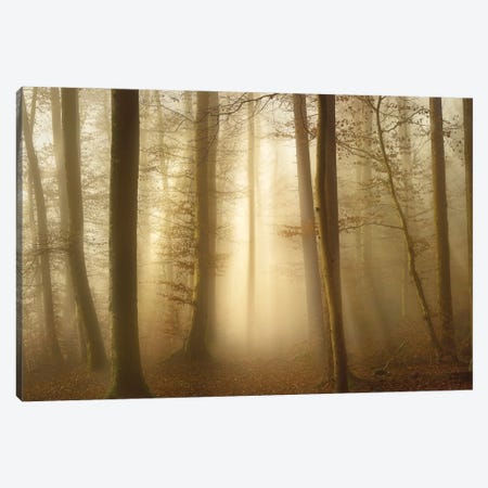 Into The Trees Canvas Print #NRB14} by Norbert Maier Canvas Artwork