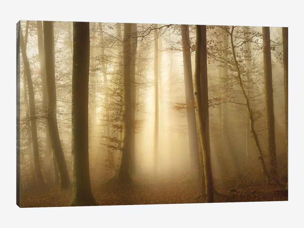 Into The Trees by Norbert Maier 1-piece Art Print