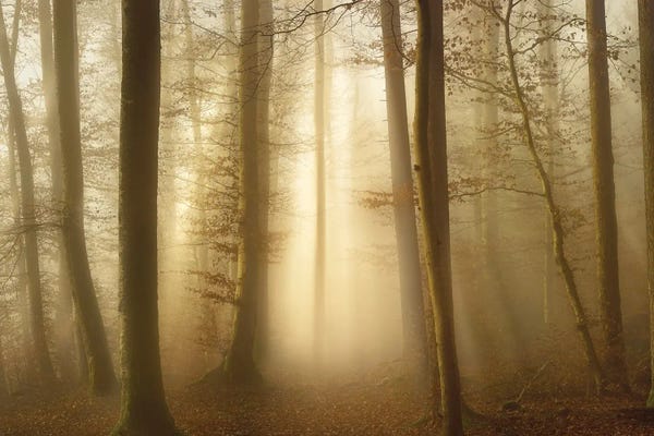 Norbert Maier: Into The Trees by Norbert Maier