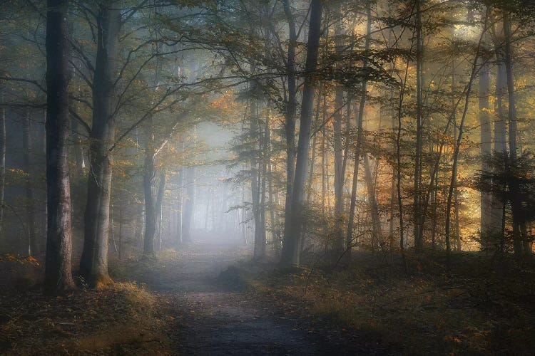 Autumn Symphony by Norbert Maier wall art