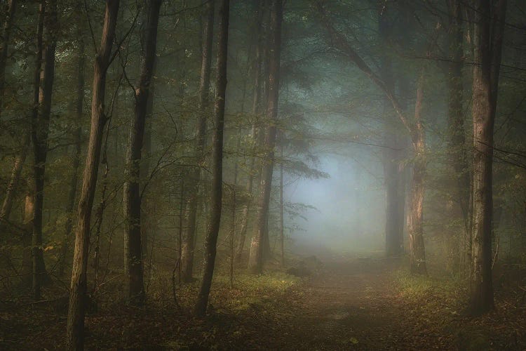 Forest Pathway