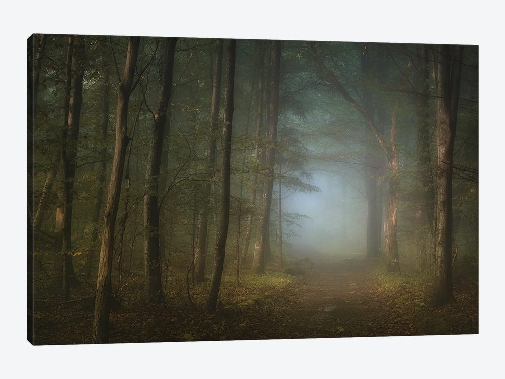 Forest Pathway by Norbert Maier 1-piece Canvas Artwork