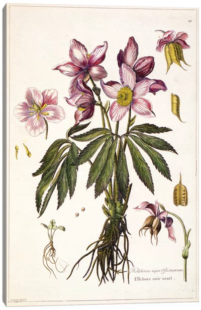 Helleborus niger (Christmas Rose) Canvas Art Print