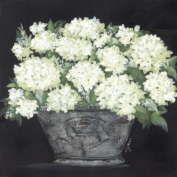 Hydrangeas: Snowball Hydrangea Pail by Julie Norkus