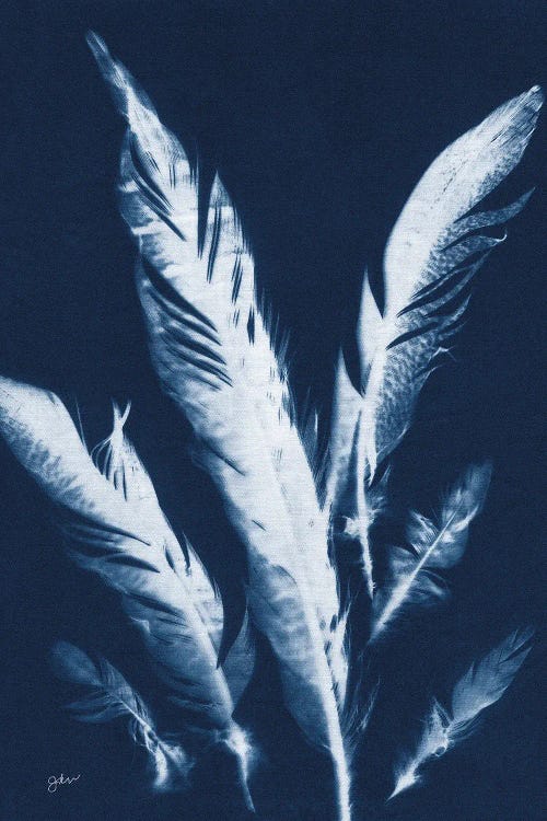 Indigo Feathers II