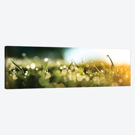 Dew Over A Grass On The Morning Canvas Print #NRV100} by Nik Rave Canvas Print