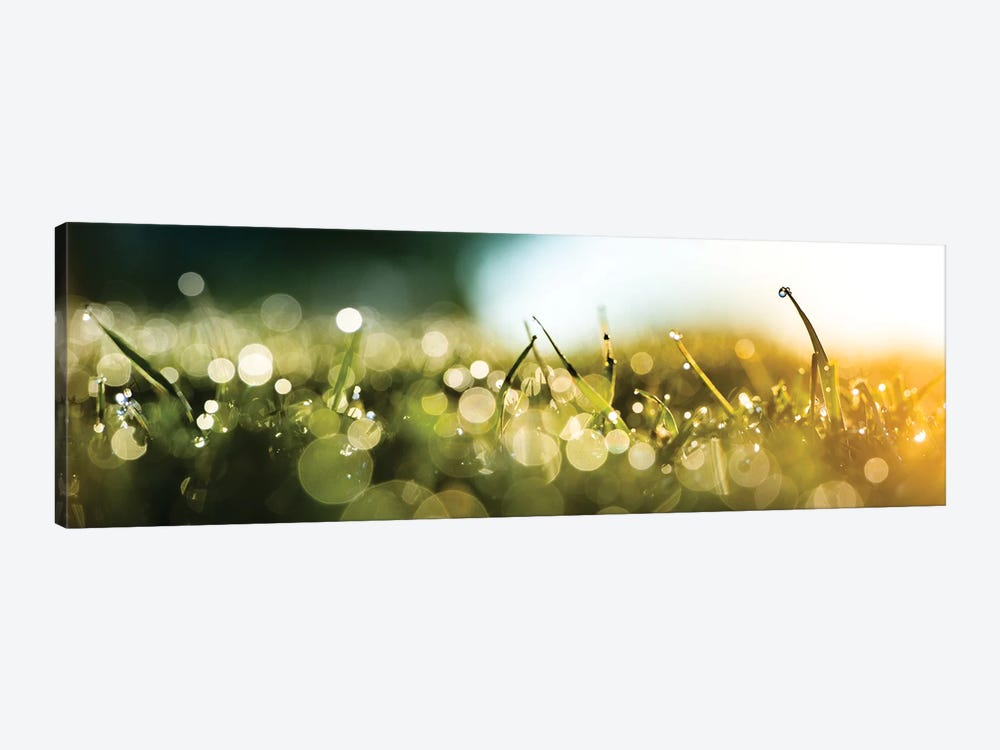 Dew Over A Grass On The Morning 1-piece Art Print