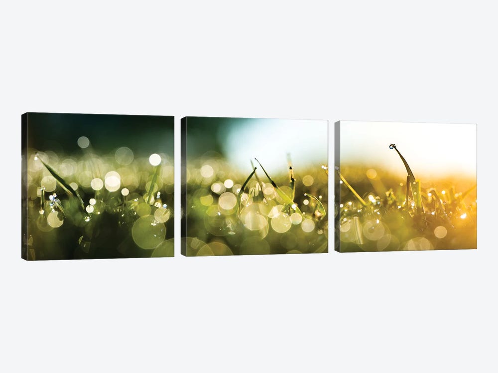 Dew Over A Grass On The Morning 3-piece Canvas Art Print