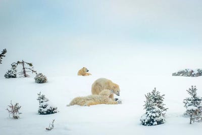 3 Polar Bears Resting And Playing by Nik Rave canvas print
