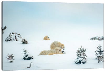 3 Polar Bears Resting And Playing Canvas Art Print - Polar Bear Art