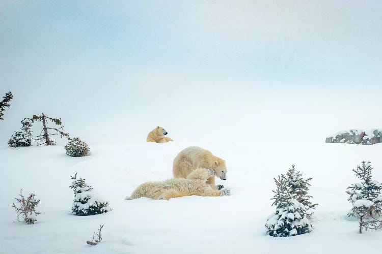 3 Polar Bears Resting And Playing