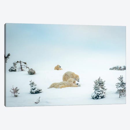 3 Polar Bears Resting And Playing Canvas Print #NRV101} by Nik Rave Art Print