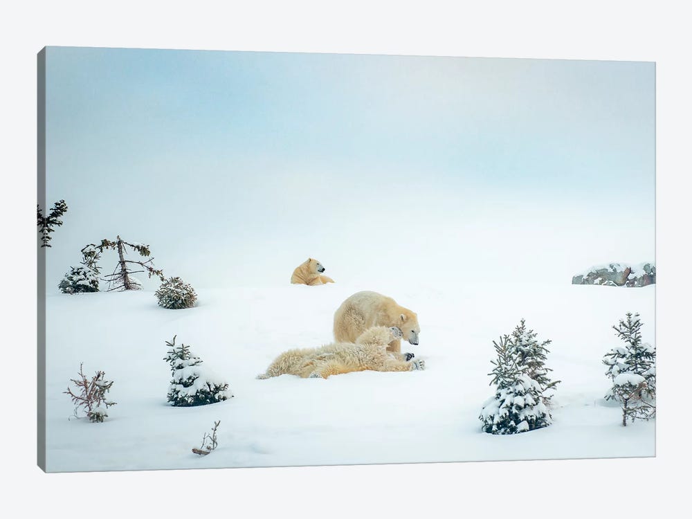 3 Polar Bears Resting And Playing by Nik Rave 1-piece Canvas Artwork