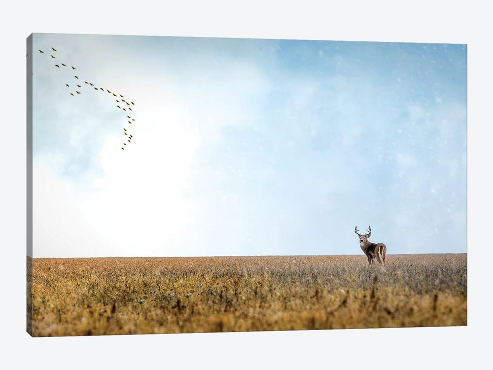 Panoramic Deer Male by Nik Rave 1-piece Canvas Art Print
