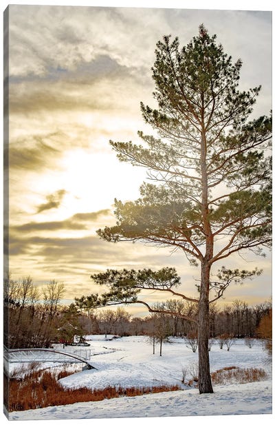 Pine Covered By Light Canvas Art Print - Tree Close-Up Art