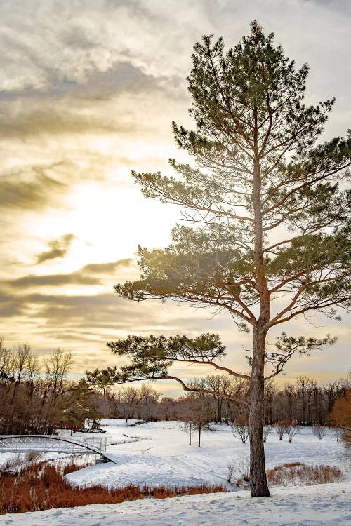 Pine Covered By Light