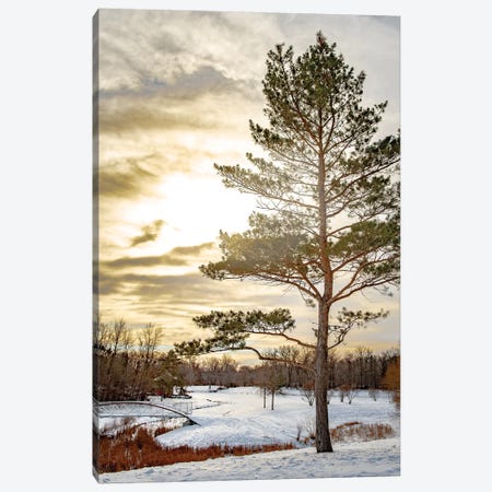 Pine Covered By Light Canvas Print #NRV105} by Nik Rave Canvas Wall Art
