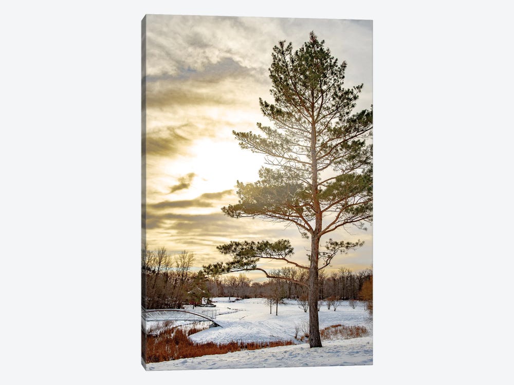 Pine Covered By Light by Nik Rave 1-piece Canvas Artwork